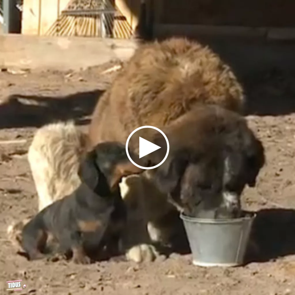 A heroic Dachshund comes to the rescue of a St. Bernard, showcasing the bravery and courage that can be found in dogs, regardless of their size.